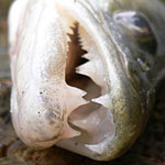 fischers fritz